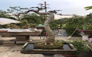 Tạo hình và cách chăm sóc Bonsai