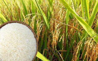 Giá lúa gạo hôm nay ngày 6/10: Giá lúa gạo tăng nhẹ trở lại