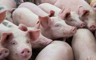 Giá lợn hơi hôm nay 15/10: Miền Bắc xuất hiện mức giá 60.000 đồng/kg