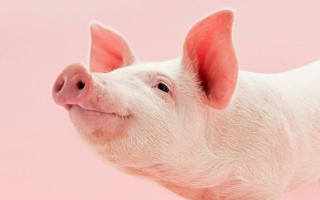 Giá lợn hơi hôm nay 16/11: Tăng, giảm trong phạm vi hẹp
