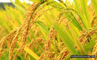 Giá lúa gạo hôm nay ngày 19/11: Giá lúa tiếp đà tăng, giá gạo giảm