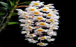 Hạn chế rụng lá chân lan đơn thân