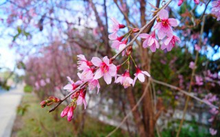 Mai anh đào Đà Lạt nở sớm