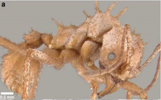 Loài kiến kỳ lạ có lớp "áo giáp sinh học" chưa từng thấy ở côn trùng