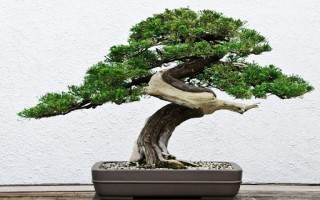 Cây bonsai là gì?