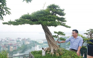 Mãn nhãn với vườn cây bonsai dáng quái giữa “lưng chừng trời” ở Hà Nội