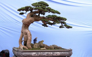 Duối cổ “Thế võ Bình Định”: Báu vật của Huỳnh Gia Tây Sơn