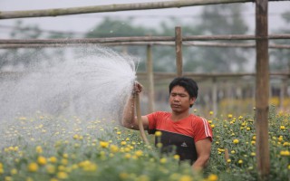 Làng hoa Tây Tựu điêu đứng vì dịch COVID-19: Hoa ly đầy vườn không ai cắt, hoa cúc nhổ bỏ vứt ven đường