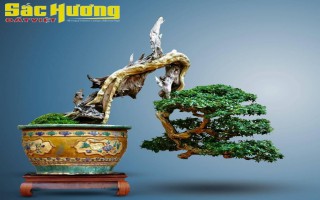 Vẻ đẹp từ tác phẩm Linh Sam "Mảnh đời còn lại"