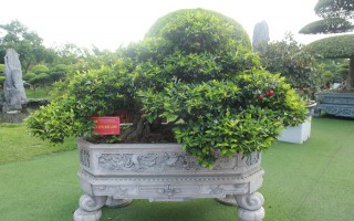 Dàn sơ ri bonsai cổ thụ, trĩu quả giá tiền tỷ của “tướng cướp hoàn lương”