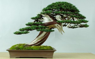 Bonsai cách phân loại theo kích thước