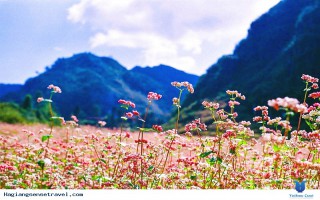 Hà Giang: Đồng Văn chuẩn bị Lễ hội Hoa Tam giác mạch