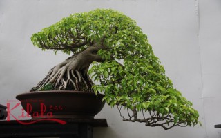 Bonsai - Gói trọn thiên nhiên trong chậu nhỏ