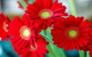 Các Loại Hoa Màu Đỏ Đẹp Nhất Và Ý Nghĩa