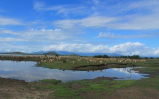 "Dấu chân du mục" trên cánh đồng cừu An Hòa - Ninh Thuận