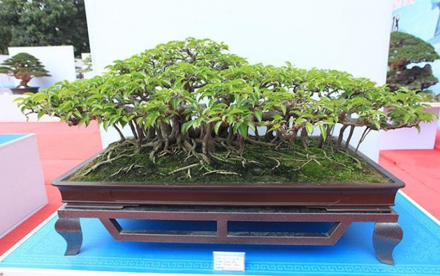 Top 14 cây cảnh đẹp nhất Việt Nam