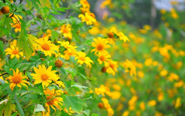 Mùa hoa dã quỳ nở vàng rực khắp mọi nẻo đường