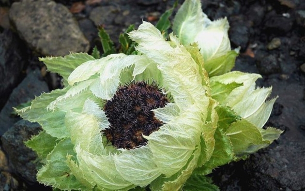 Thực hư kem chống nắng thuần chay Dinsee khiến dân Hàn phát cuồng: Không chỉ là màng lọc, mà là cả một bầu trời công nghệ!