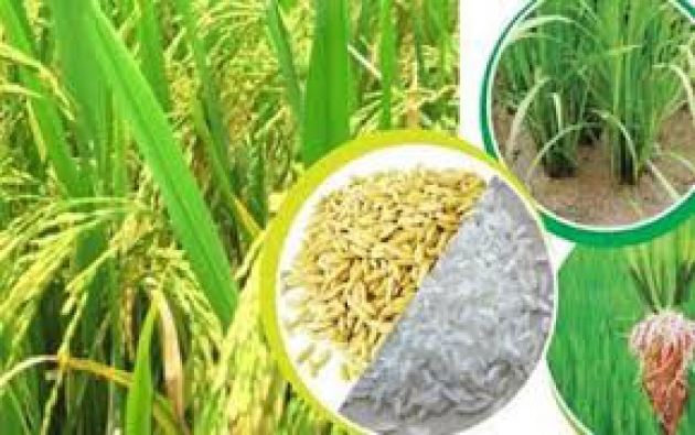 Giá lúa gạo hôm nay ngày 14/11: Cuối vụ Đông Xuân, giá lúa bật tăng trở lại