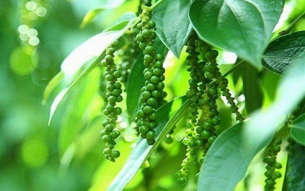 Giá tiêu hôm nay 7/12: Bình Phước tăng 500 đồng/kg, các vùng khác giữ ổn định