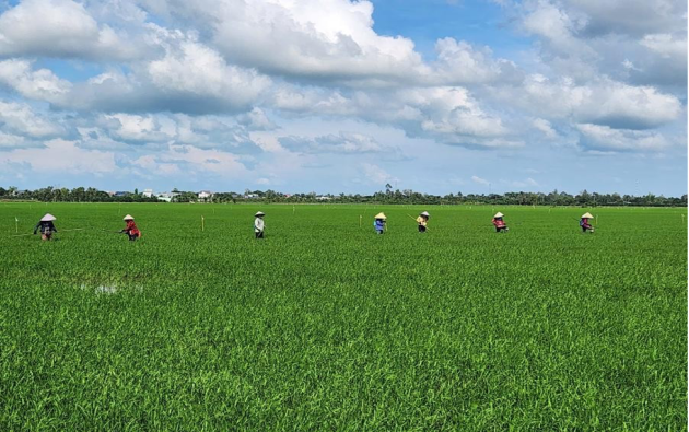 Thúc đẩy đầu tư sáng tạo theo phương thức đối tác Công - Tư trong canh tác lúa bền vững ở ĐBSCL
